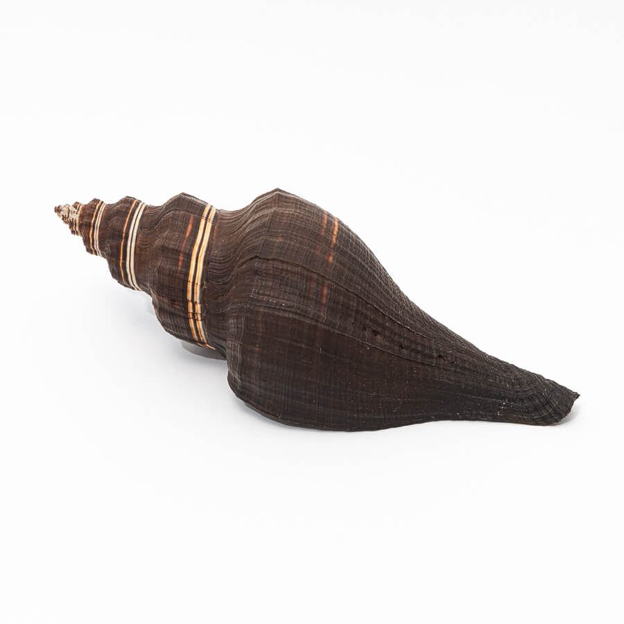 Conchiglie Naturali Grandi 8-10 Cm – Per Decorazione Casa, Acquari, Feste A Tema Spiaggia, Collezione